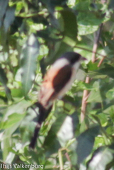 Lanius collurioides