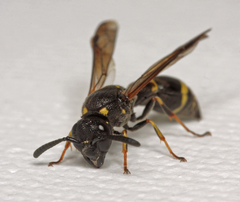 Symmorphus bifasciatus