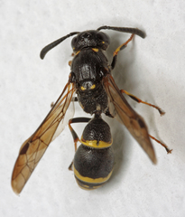Symmorphus bifasciatus