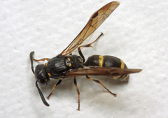 Symmorphus bifasciatus
