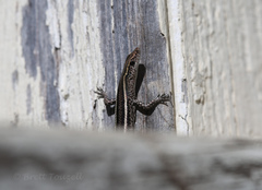 Cryptoblepharus pulcher