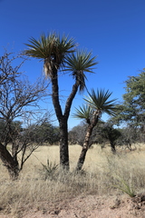 Yucca madrensis