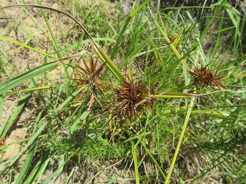Cyperus congestus iNat (3)