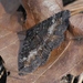 Pseudanthracia coracias - Photo (c) James Bailey, algunos derechos reservados (CC BY-NC), subido por James Bailey