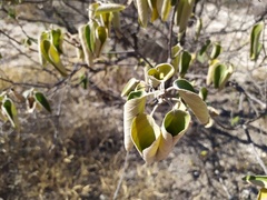 Cordia boissieri