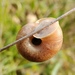 Large Leaf Snail - Photo (c) Jakob Fahr, some rights reserved (CC BY-NC), uploaded by Jakob Fahr