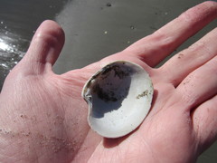 Retrotapes exalbidus