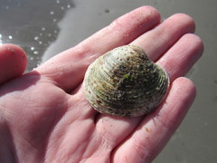 Retrotapes exalbidus