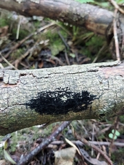 Chaetosphaerella phaeostroma