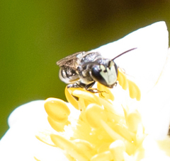 Hylaeus annulatus