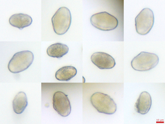 Tauschia texana