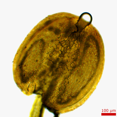 Tauschia texana