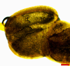 Tauschia texana