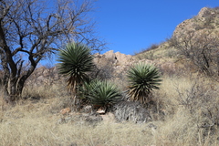 Yucca madrensis