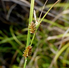 Carex libera