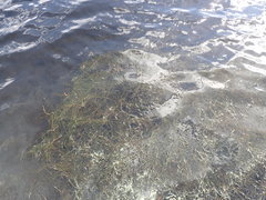 Eleocharis baldwinii