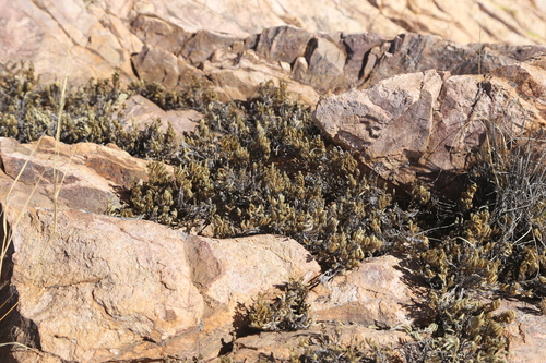 Rockloving spikemoss (Selaginella rupincola)
