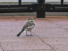 Motacilla alba lugens