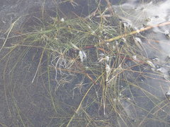 Eleocharis baldwinii