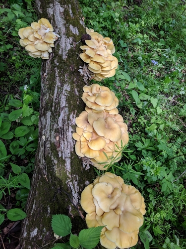 Golden Oyster Mushroom