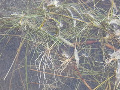 Eleocharis baldwinii