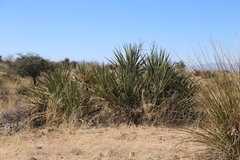 Yucca baccata brevifolia