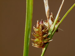 Carex libera