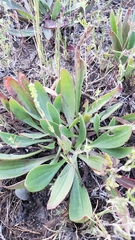 Plantago eriopoda