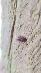 Gastrodes pacificus