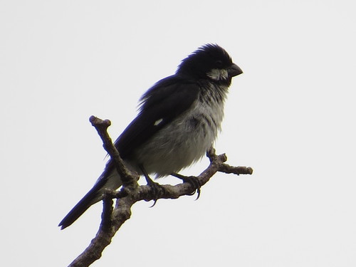 Lined Seedeater (Sporophila lineola), photo 6