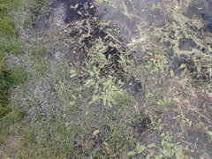 Potamogeton illinoensis