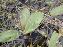 Potamogeton illinoensis