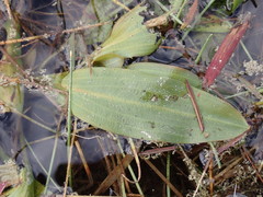 Potamogeton illinoensis