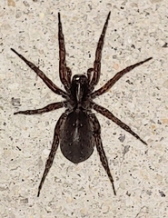 Trochosa sepulchralis