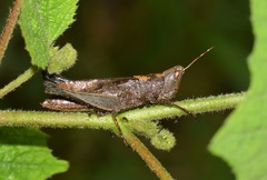 Maculiparia rotundata