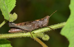 Maculiparia rotundata