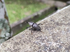 Cholus parallelogrammus