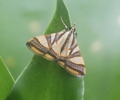 Agrioglypta naralis