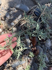 Sphaeralcea mendocina