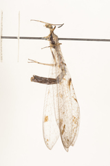 Dendroleon speciosus