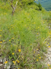 Peucedanum officinale