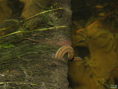 Hirudo medicinalis