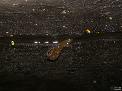Hirudo medicinalis