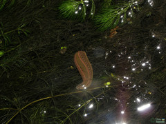 Hirudo medicinalis