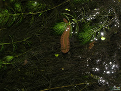 Hirudo medicinalis