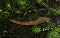Hirudo medicinalis