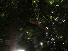 Hirudo medicinalis