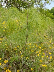 Peucedanum officinale