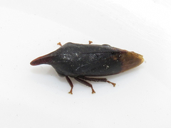 Kronides incumbens