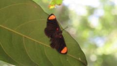 Melanis unxia